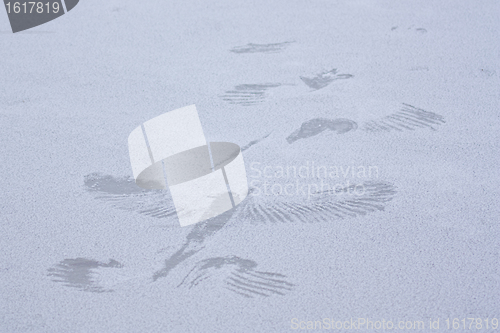 Image of Print of bird on ice