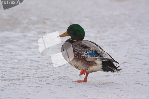 Image of A wild duck on the ice