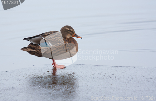 Image of A wild duck on the ice
