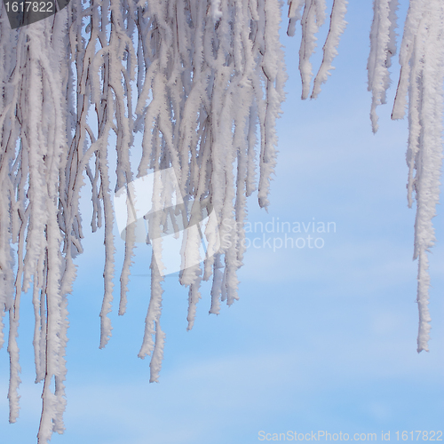 Image of Hoarfrost on a tree