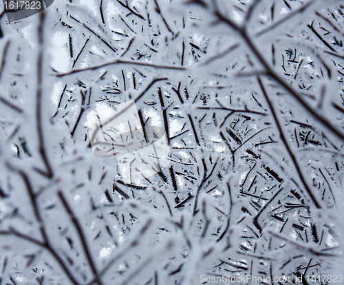 Image of Hoarfrost on a tree