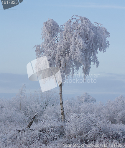 Image of A tree full of ice