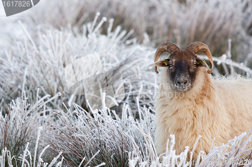 Image of A sheep in a winter landscape