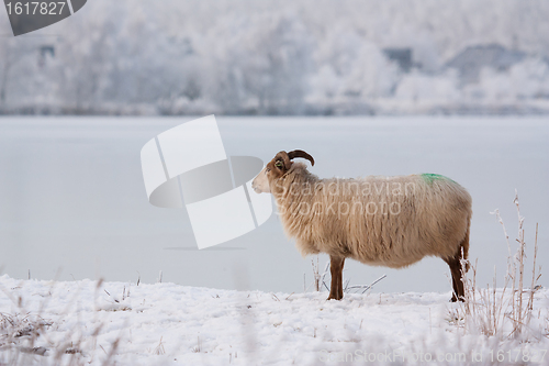 Image of A sheep in a winter landscape