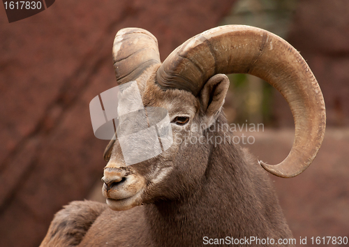 Image of A goat in a zoo