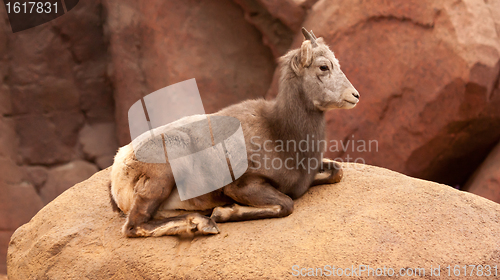 Image of A goat in a zoo