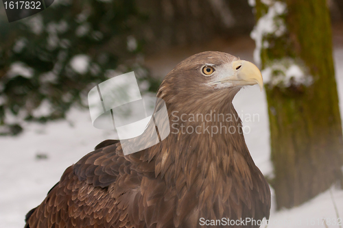 Image of A close-up of an european eagle 