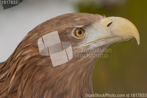 Image of A close-up of an european eagle 