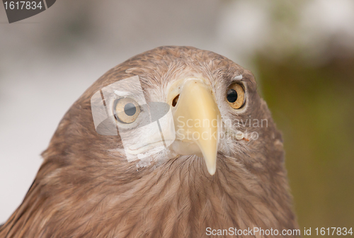 Image of A close-up of an european eagle 