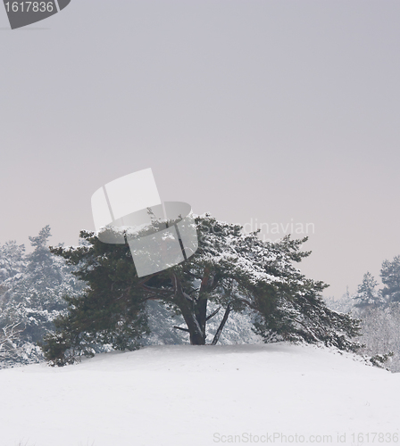 Image of A tree in a very cold landscape 