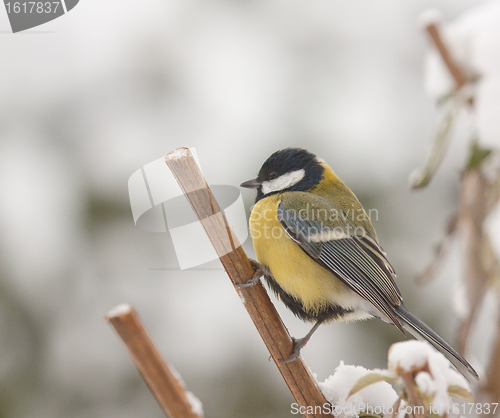 Image of A blue tit in the snow 
