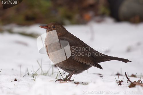 Image of A blackbird in the snow