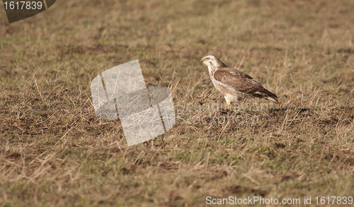 Image of A buzzard in a field