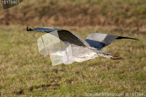 Image of Great blue heron flying
