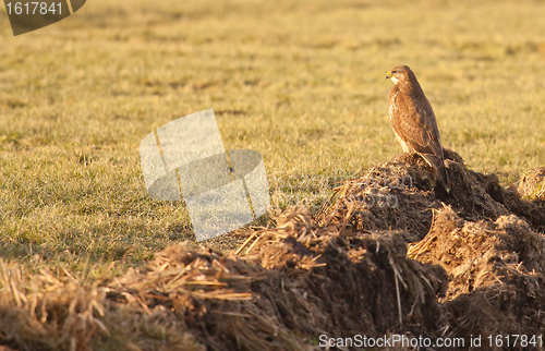 Image of A buzzard in a field 