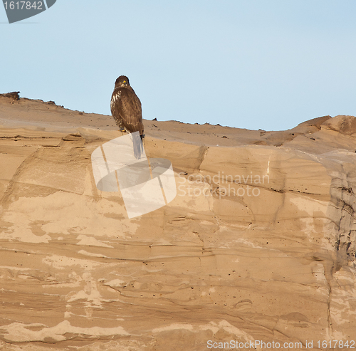 Image of A buzzard on a sandy hill