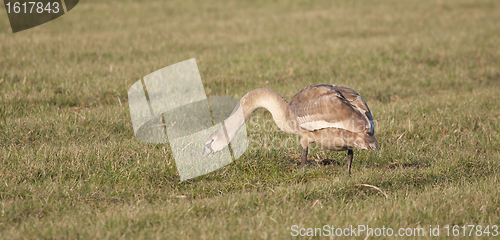 Image of A young swan