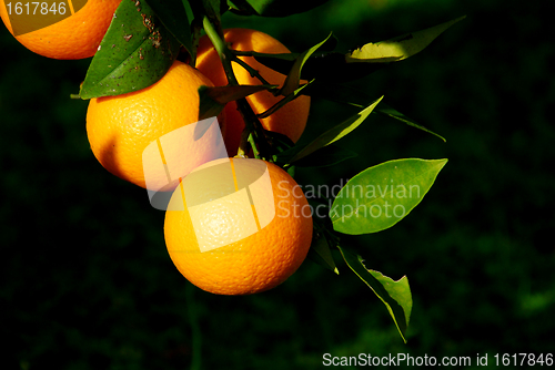 Image of oranges