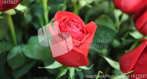 Image of red roses