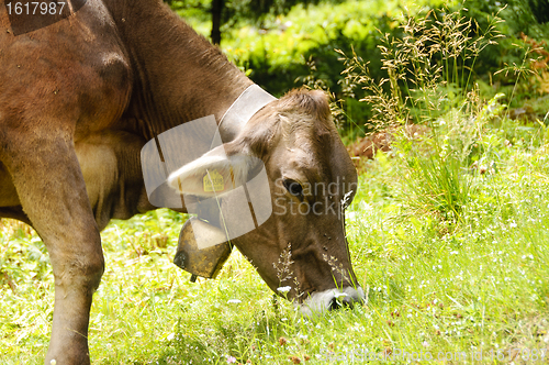 Image of Cow in a pasture