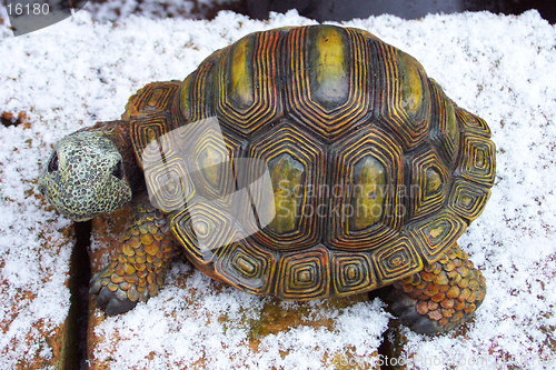 Image of tortoise