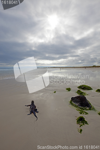 Image of Galapagos marine Iguana