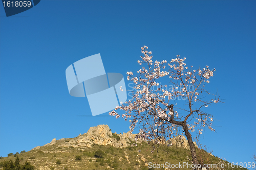 Image of Almond tree