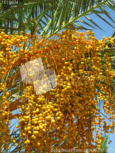 Image of fruit of palm