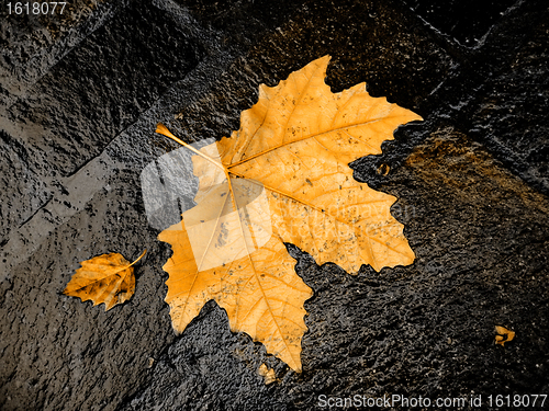 Image of fall bright wet leaf