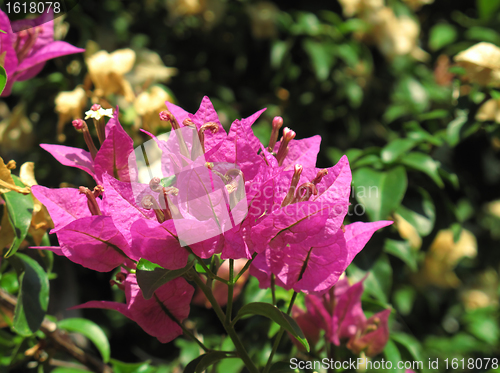 Image of bougainvillea flowers