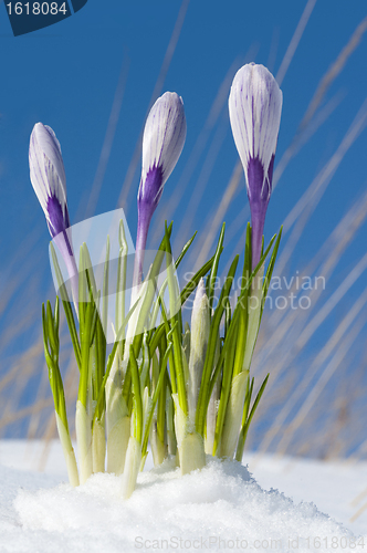 Image of Crocus vernus 