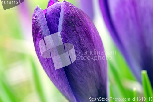 Image of spring crocus flowers