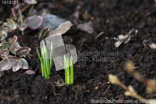 Image of first spring signs