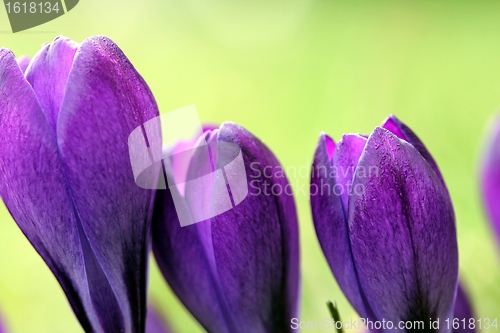 Image of spring crocus flowers