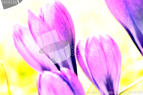Image of spring crocus flowers