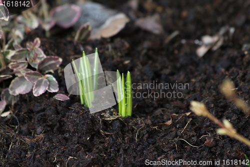 Image of first spring signs
