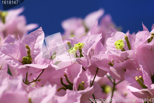 Image of bougainvillea flowers