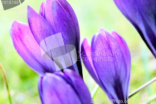 Image of spring crocus flowers