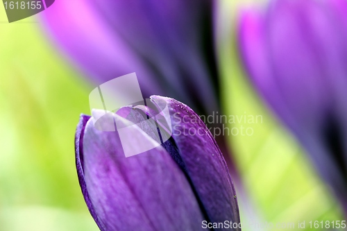 Image of spring crocus flowers