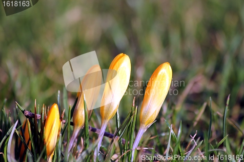 Image of yellow spring flowers