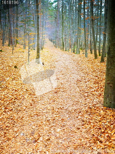 Image of autumn forest