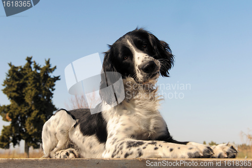 Image of springer spaniel