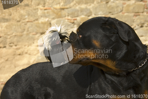 Image of rottweiler and miniature rooster