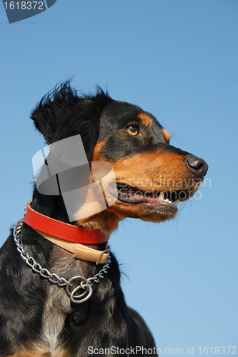 Image of brittany spaniel