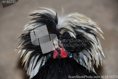 Image of "hollandaise" chicken
