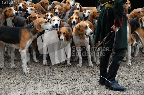 Image of fox hunting