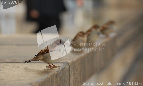 Image of sparrow