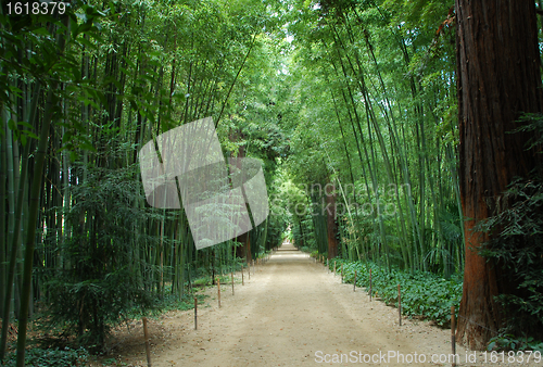 Image of bamboo forest