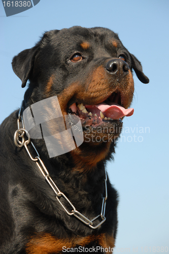 Image of rottweiler