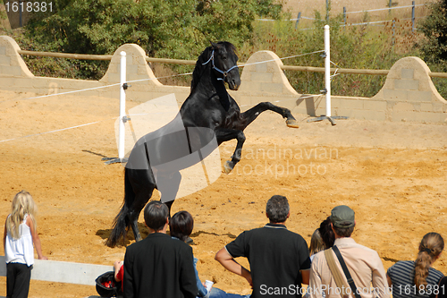 Image of rearing horse